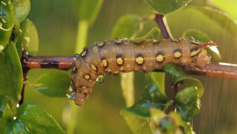 Caterpillar-Bedstraw-Hawk-Moth-crawls-on-a-branch-during-the-rain.-Caterpillar-(Hyles-gallii)-the-bedstraw-hawk-moth-or-galium-sphinx,-is-a-moth-of-the-family-Sphingidae.