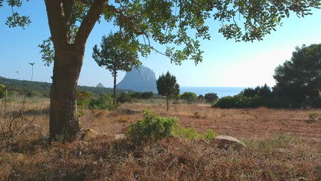 camera movement through and over trees to reveal beautiful coastline