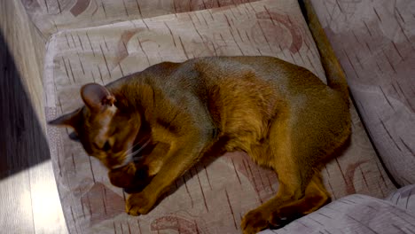 abyssinian cat washes