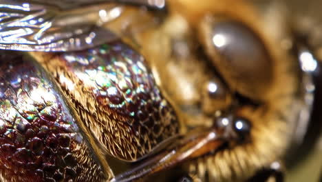 macro view of an insect's iridescent exoskeleton