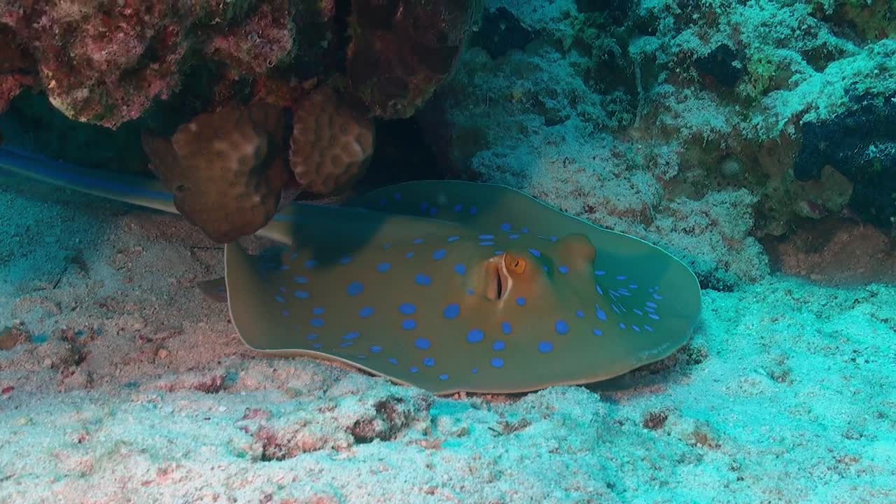 raya de cola de cinta con manchas azules descansando bajo una roca de coral en un arrecife de coral