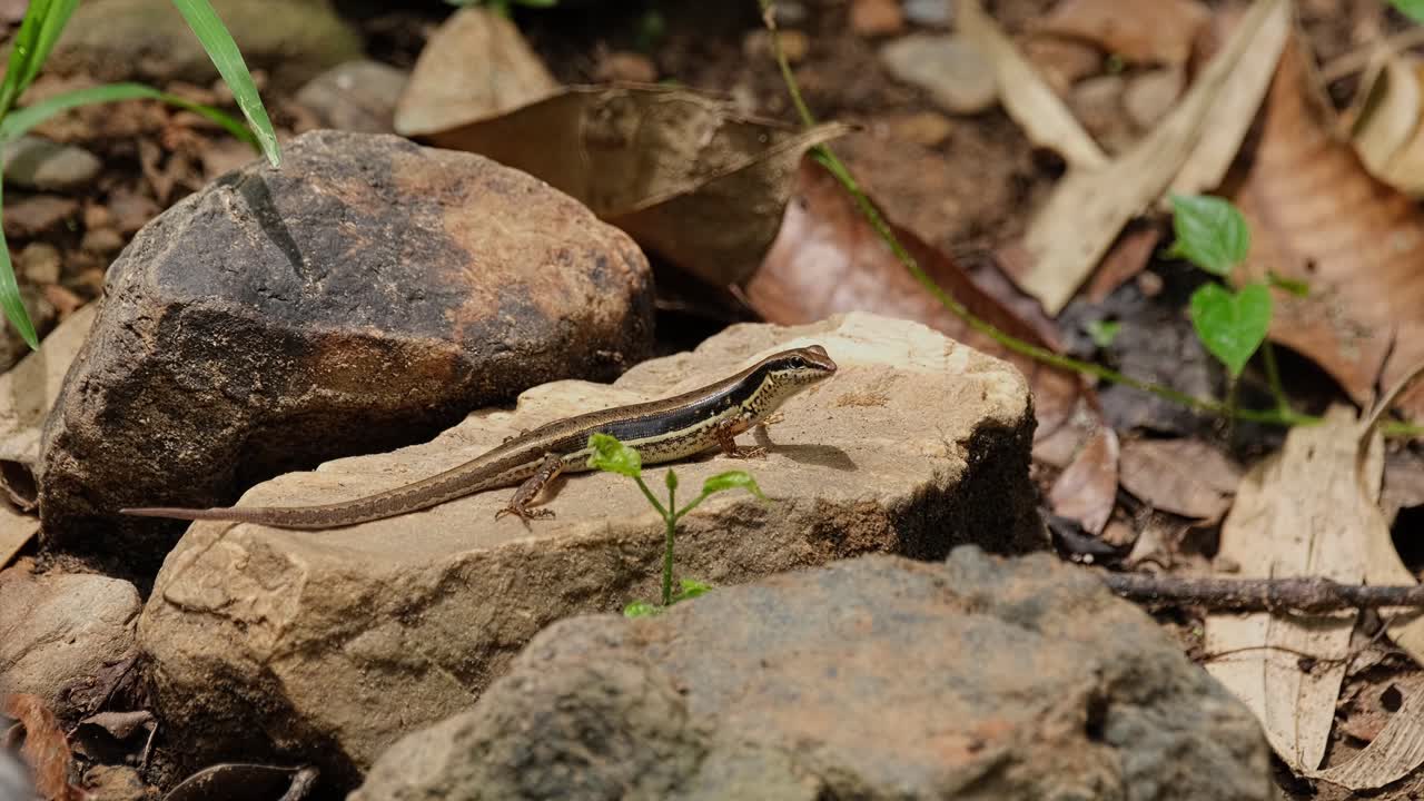 Common Sun Skink, Eutropis multifasciata lying on a rock slab by a stream inside a national park in Thailand, as butterflies and other insects are flying around it.
