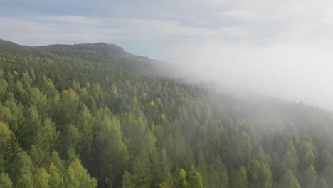 Drohnenaufnahmen-Eines-Nebligen-Waldes-Zu-Beginn-Des-Sommers