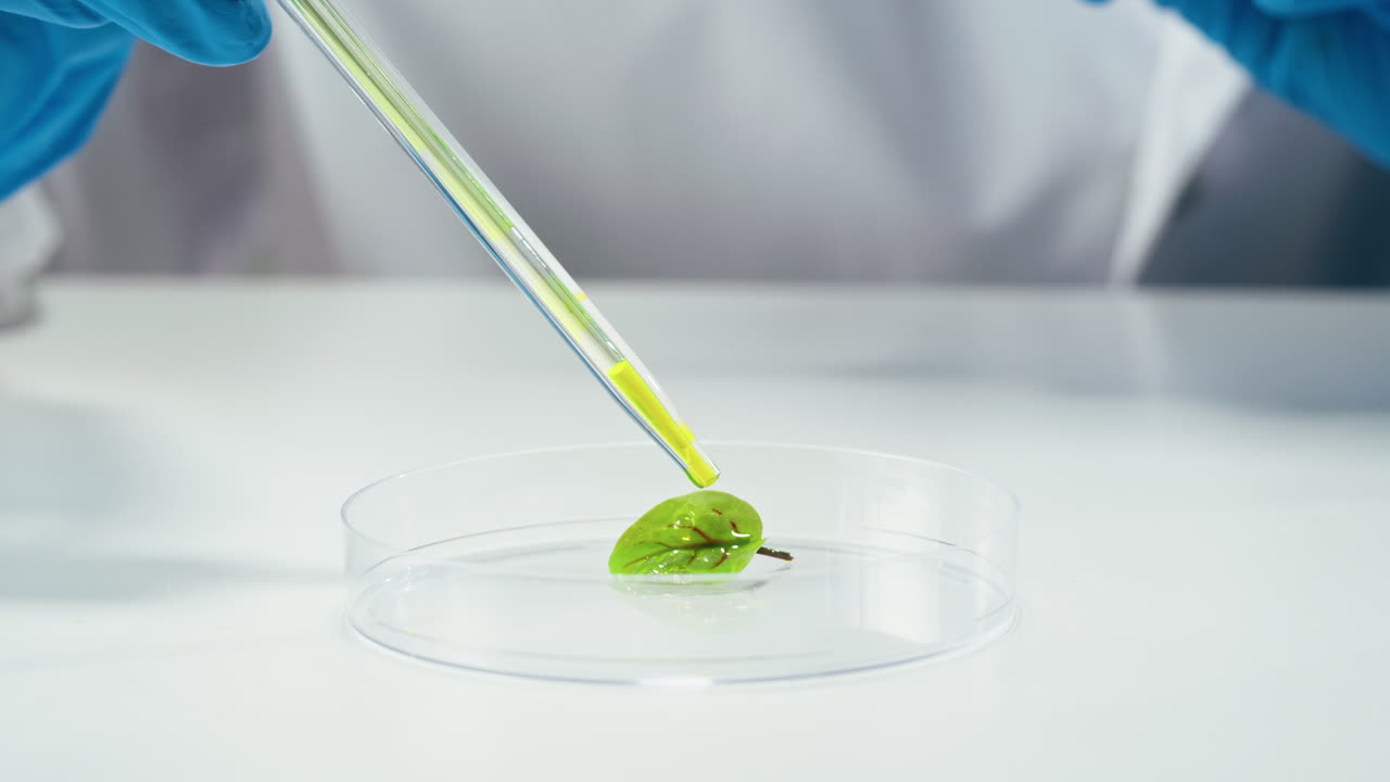 Leaf experiment in a petri dish