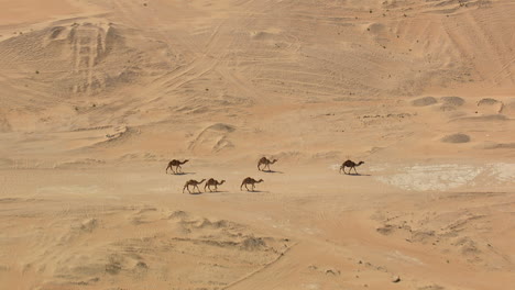 camellos caminando en grupo con acercamiento