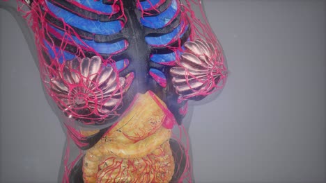 Anatomy-Tomography-Scan-of-Human-Body