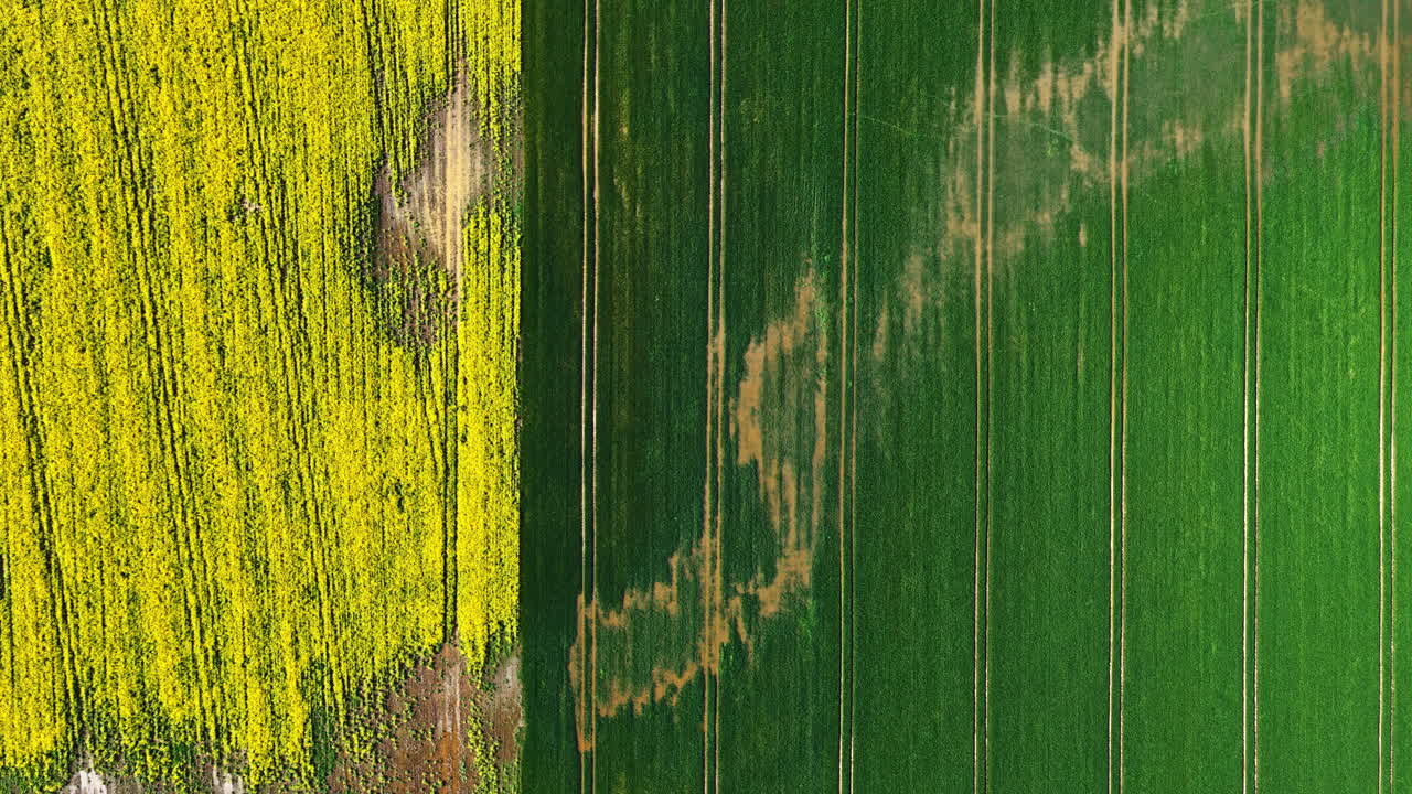 Two-tone farmland from above with crop damage patterns and strong contrast lines