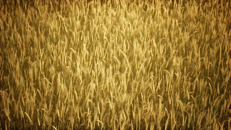 Ripe-yellow-rye-field-under-beautiful-summer-sunset-sky-with-clouds