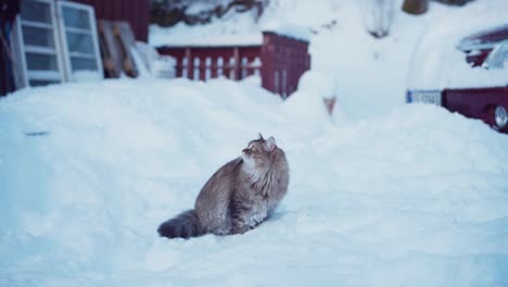 Gato-Siberiano-Sentado-En-La-Nieve