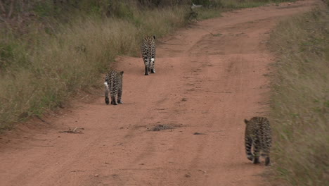 a leopard walks with her cubs on a dirt road of an african game reserve