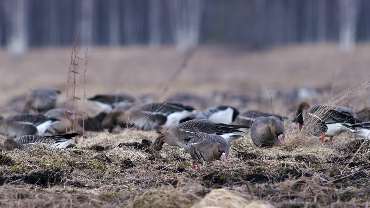 gran bandada de gansos de frente blanca y otros durante la migración de primavera descansando y alimentándose en el despegue de la pradera