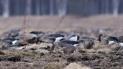 Große-Herde-Von-Blässgänsen-Und-Anderen-Gänsen-Während-Des-Frühjahrszugs,-Die-Sich-Auf-Der-Wiese-Ausruhen-Und-Fressen,-Heben-Ab