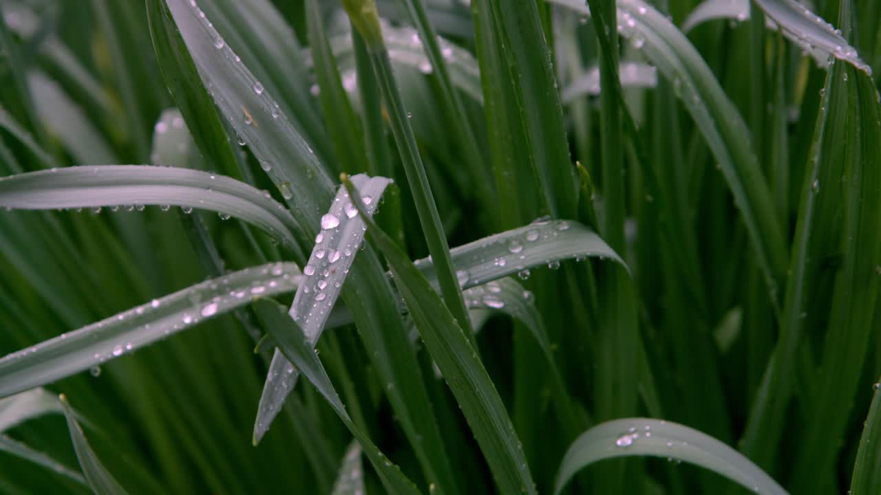 잎에 빗방울의 매크로 샷