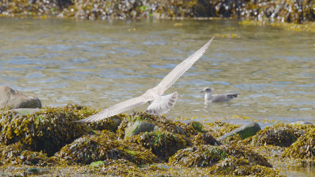 A seagull launches from seaweed-covered rocks along a coastal shoreline, captured in bright daylight with a steady, wide shot perspective