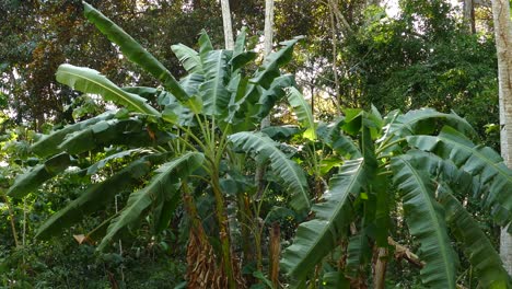 Exotic bright green palm leaves moving in the wind, in a Panama tropical forest