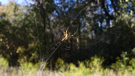 este es un video de una araña de jardín