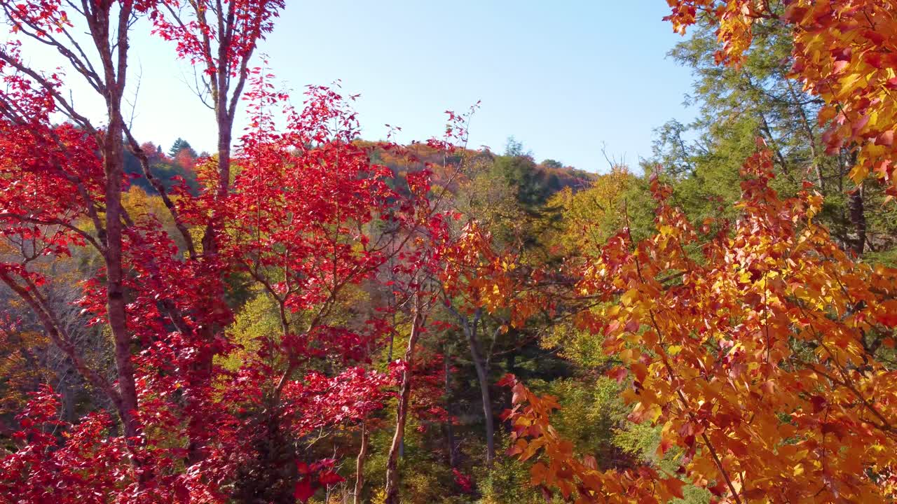 활기찬 빨간색 오렌지색 노란색 잎이 바람에 날아다니며 드론이 메이플 나무 사이를 날아가서