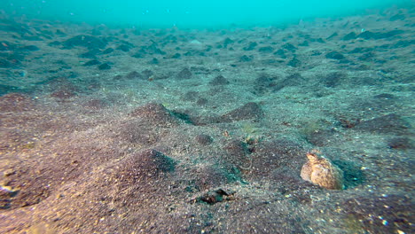 longarm octopus half buried in the sand