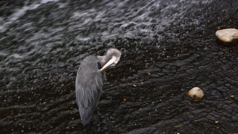 Una-Gran-Garza-Azul-Se-Acicala-Sus-Plumas-Mientras-Se-Encuentra-En-Aguas-Poco-Profundas