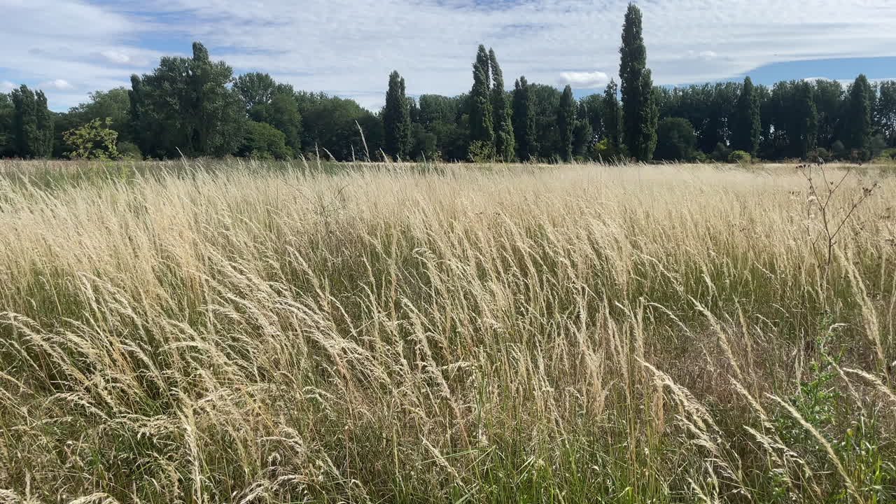 A field of yellow wild grasses sway in the wind in front of a thick green line of trees on a warm summer’s day