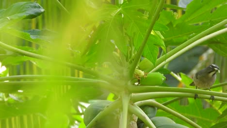 Un-Pájaro-Saltador-Gris-Se-Posa-En-Un-árbol-De-Papaya-En-Colombiano,-Disfrutando-De-Su-Comida