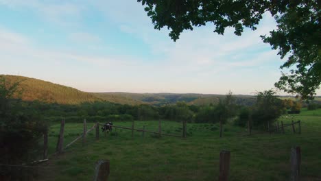 vaca pastando en el paisaje de las ardenas, la roche en ardenne, bélgica, europa, 4k, 50fps