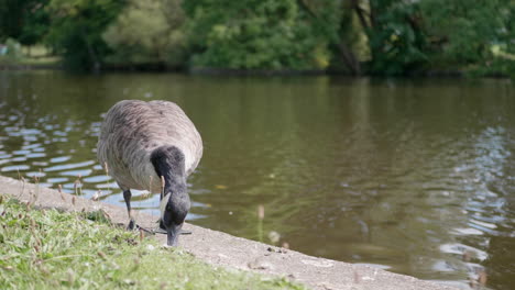 a goose standing next to some water eating food off the ground