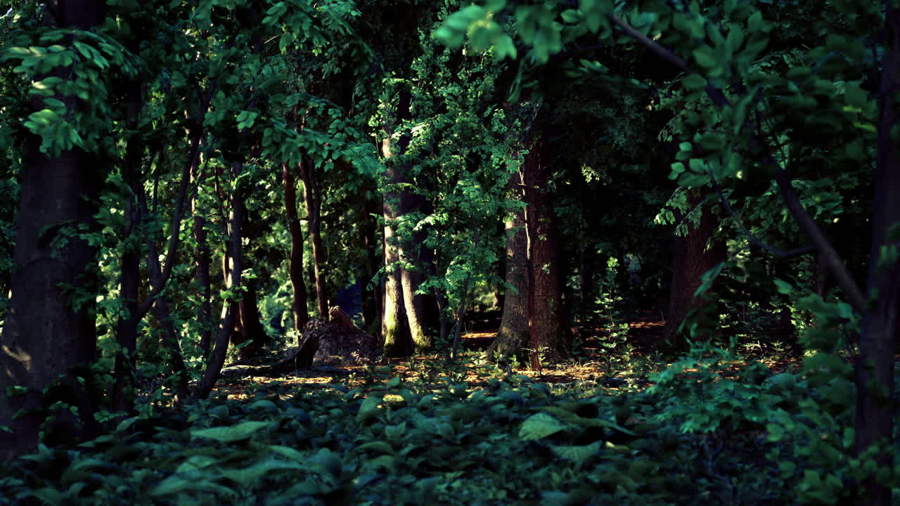 Forest under golden sunlight with a person resting on the ground