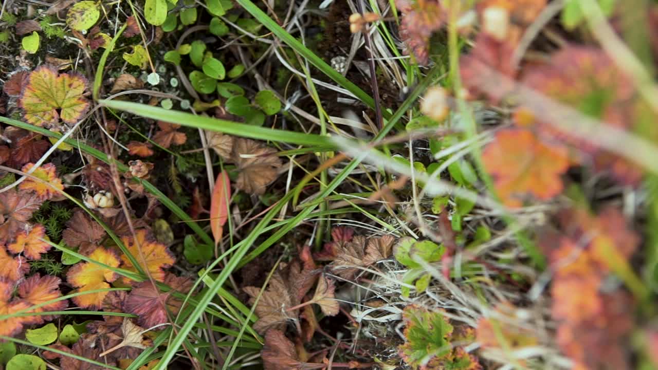 Close-up of autumn leaves and grass