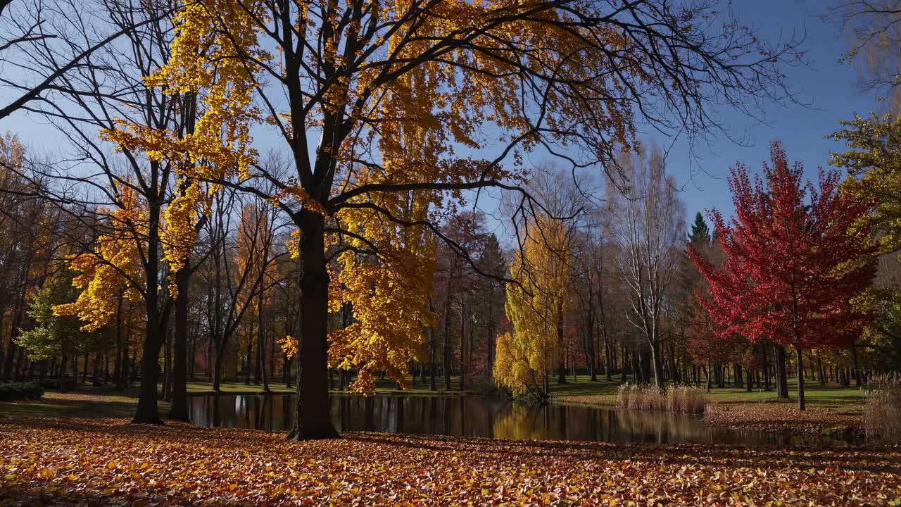 A serene autumn park scene captured in a wide-angle video, showcasing vibrant foliage and a tranquil