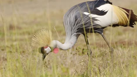 close shot detailing feathers and plumage of grey crowned crane feeding in tall grasslands african wildlife in maasai mara national reserve, kenya, africa safari animals in masai mara