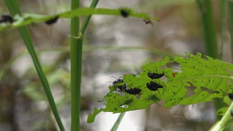 primer plano de plagas comiendo hojas