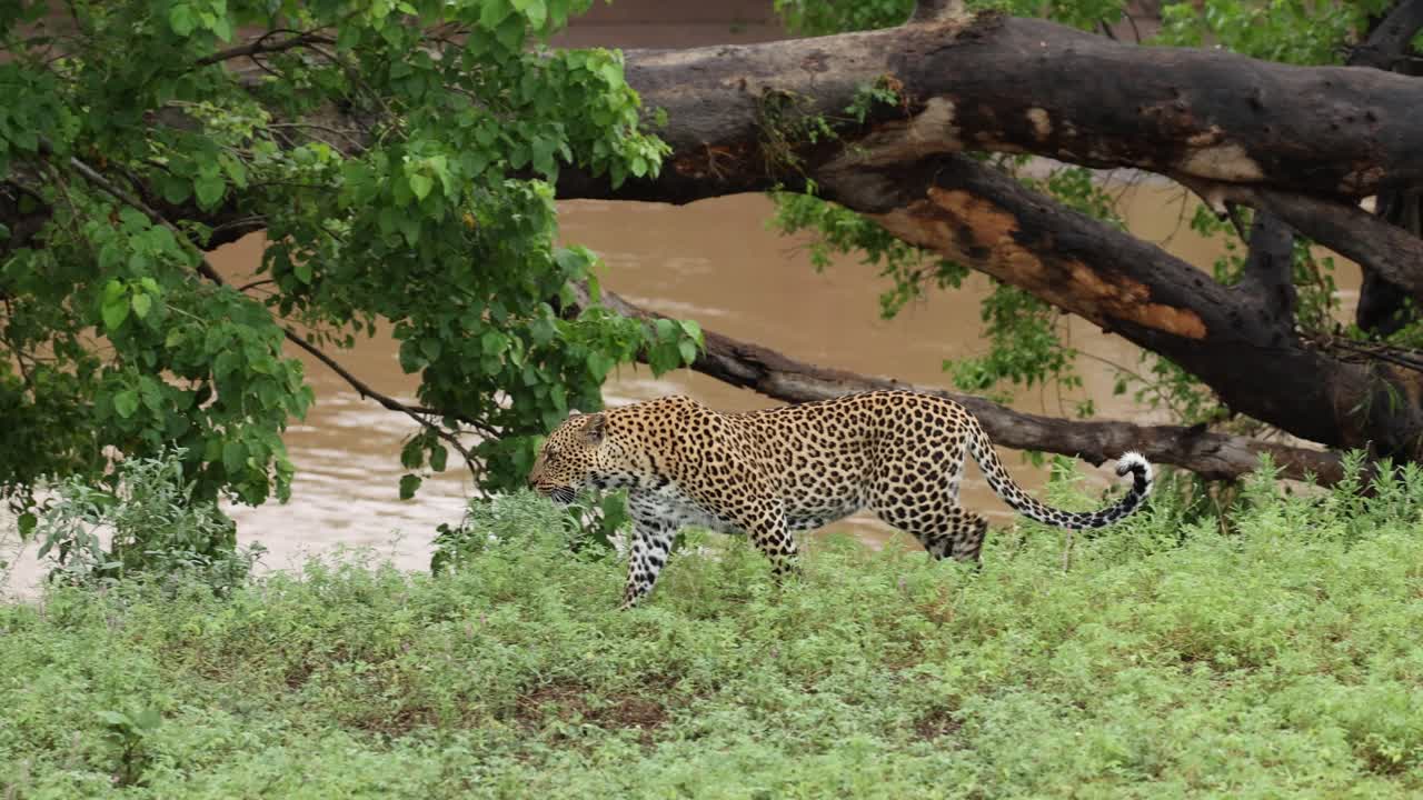 Panning shot of an African leopard patrolling and marking its territory, Mashatu Game Reserve.