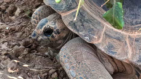 giant tortoise on ground with head outside its shell