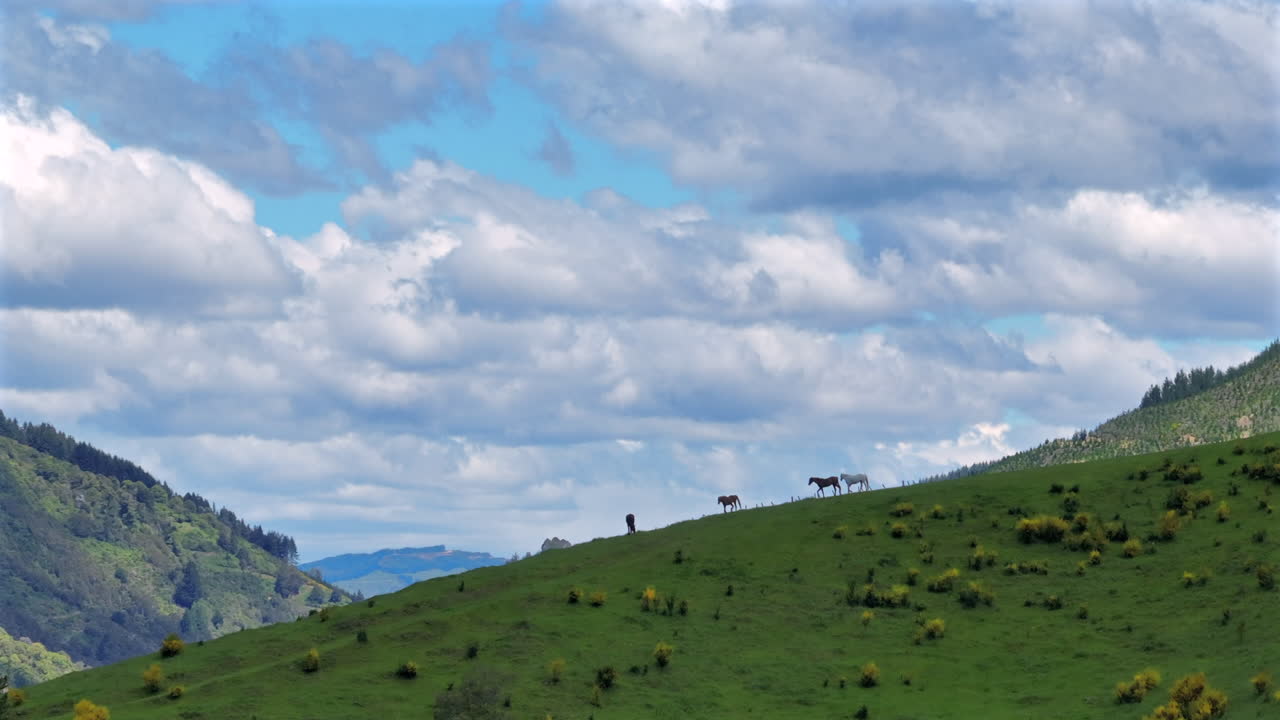 Aerial drone shot capturing multiple horses roaming and grazing peacefully on a large hill with a stunning panoramic view of the Motueka Valley in New Zealand.