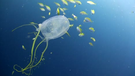 box jellyfish at koh tao-7