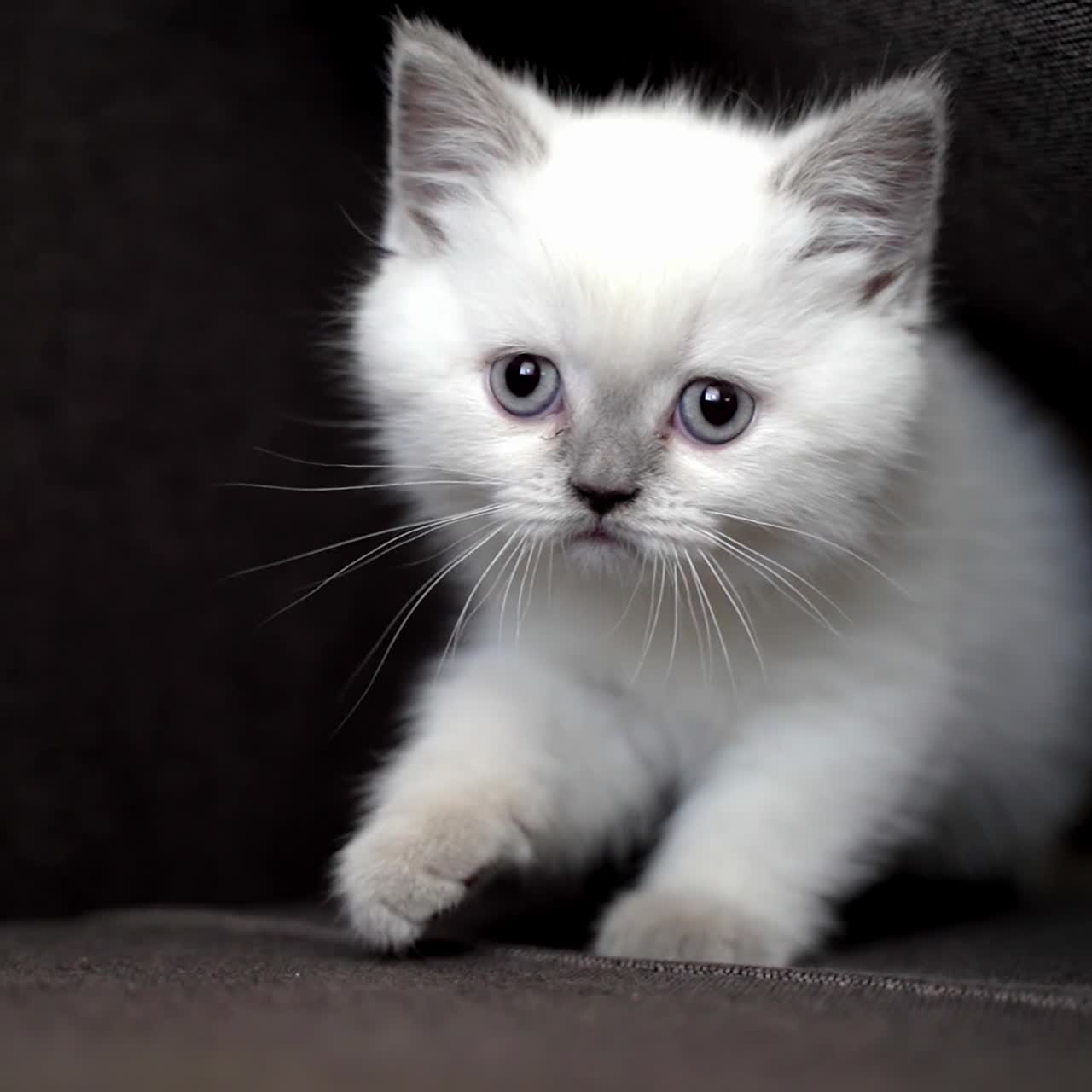 Young playful cat on bed