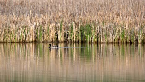 a mallard duck swimming in water against a background of marshes