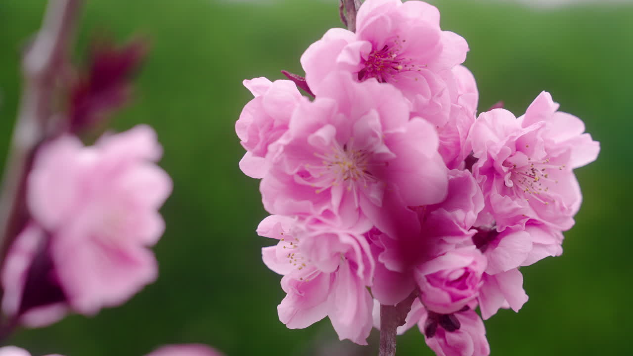 flores rosadas claras de cerezas en flor en los jardines botánicos de kyoto en kyoto, japón