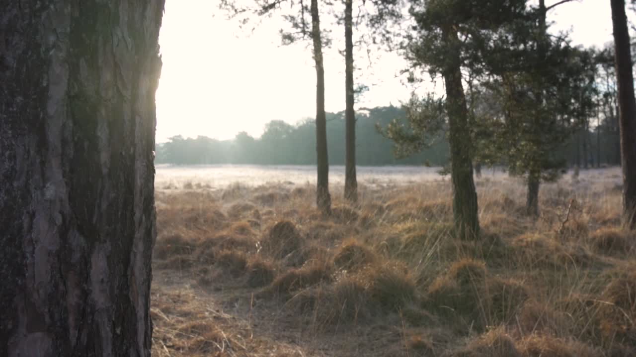 paisaje forestal brumoso al amanecer o al atardecer