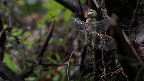 libélula con gotas de lluvia en las alas en un árbol y volando lejos