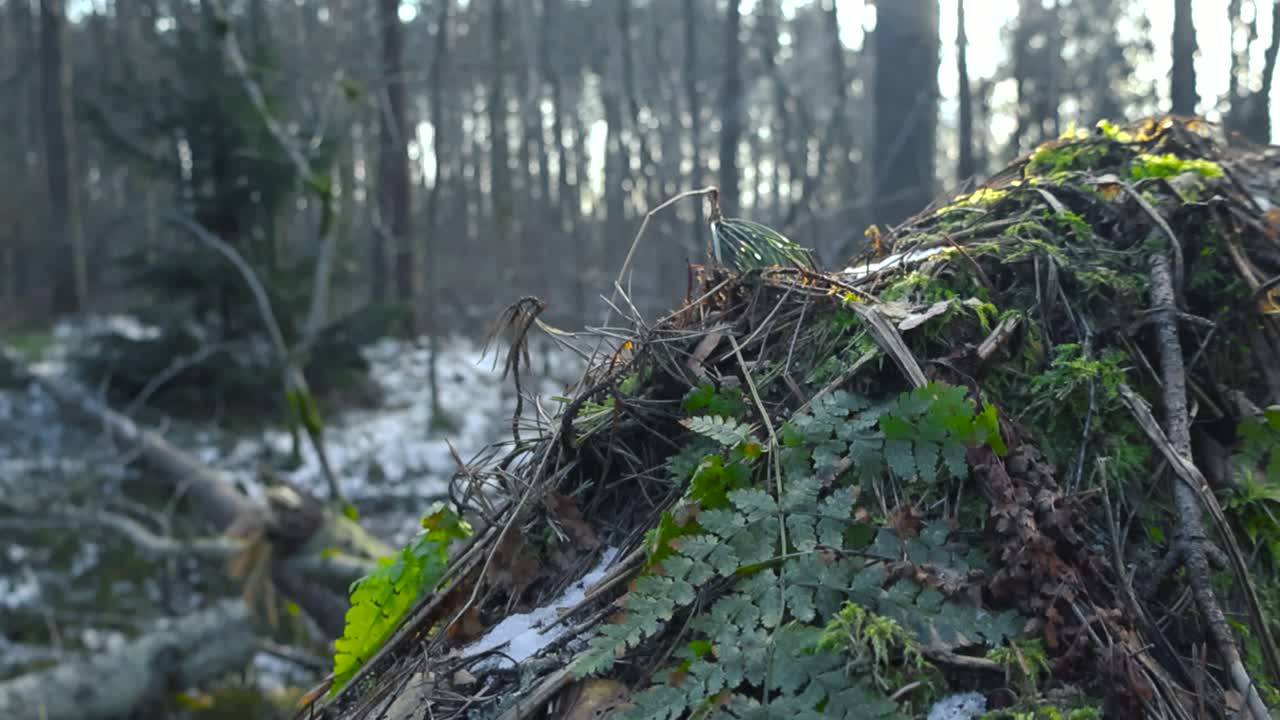 Green fern leaf on wintry forest mossy higher ground while focus changing revealing forest with bare trees, spruce. Sunlight filtering behind forest trees. Nature starting to melt from the winter snow