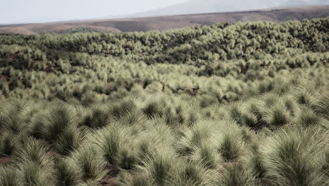 desert grassland landscape with hills and pine trees