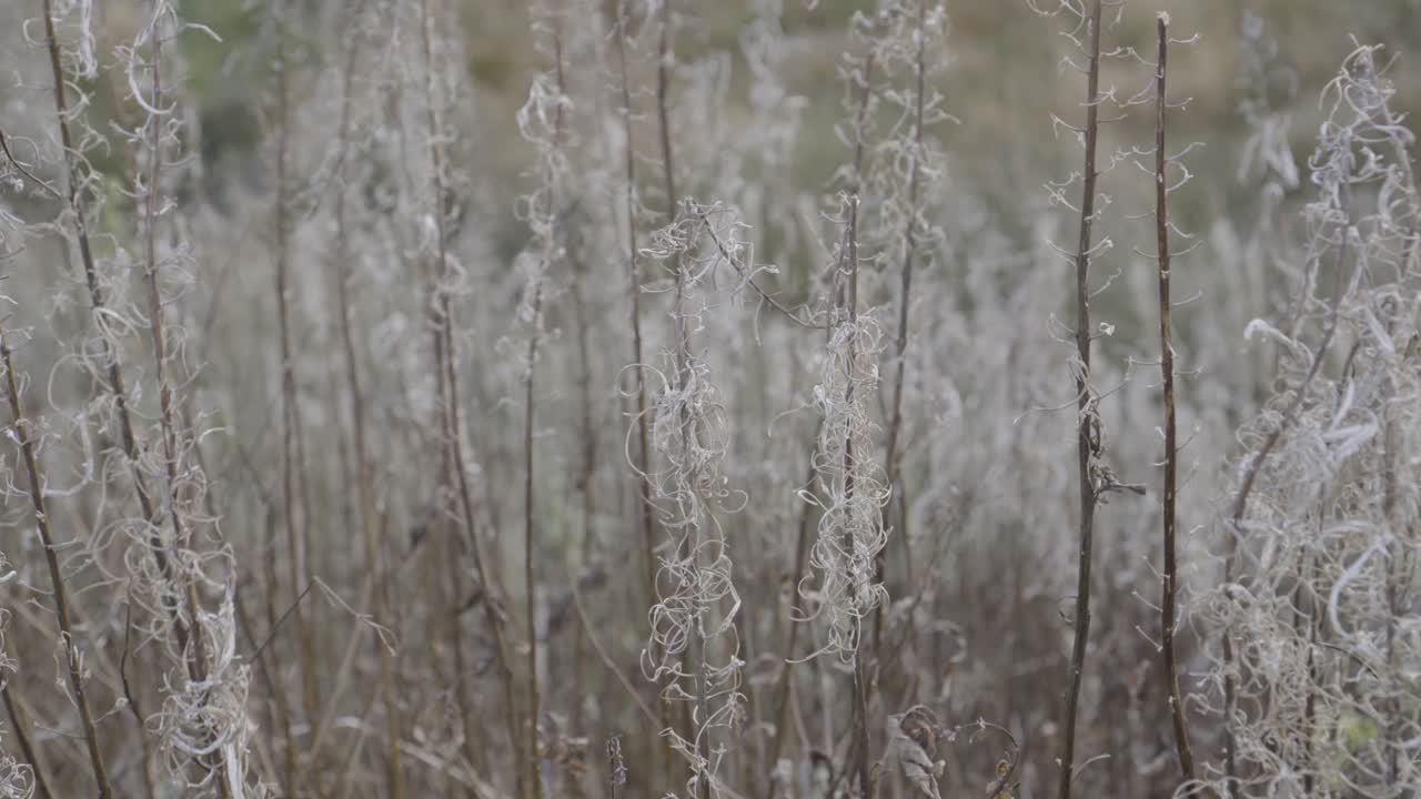 영국 의 어두운 숲 에 있는 한 나무 에 있는  ⁇ 빛
