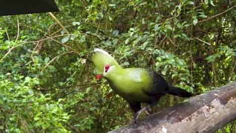 Eine-Grüne-Loerie,-Die-Auf-Ein-Futtertablett-Hüpft