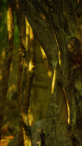 sunlit tree trunks in a forest