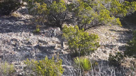 cebra en terreno rocoso pastando detrás de un árbol africano