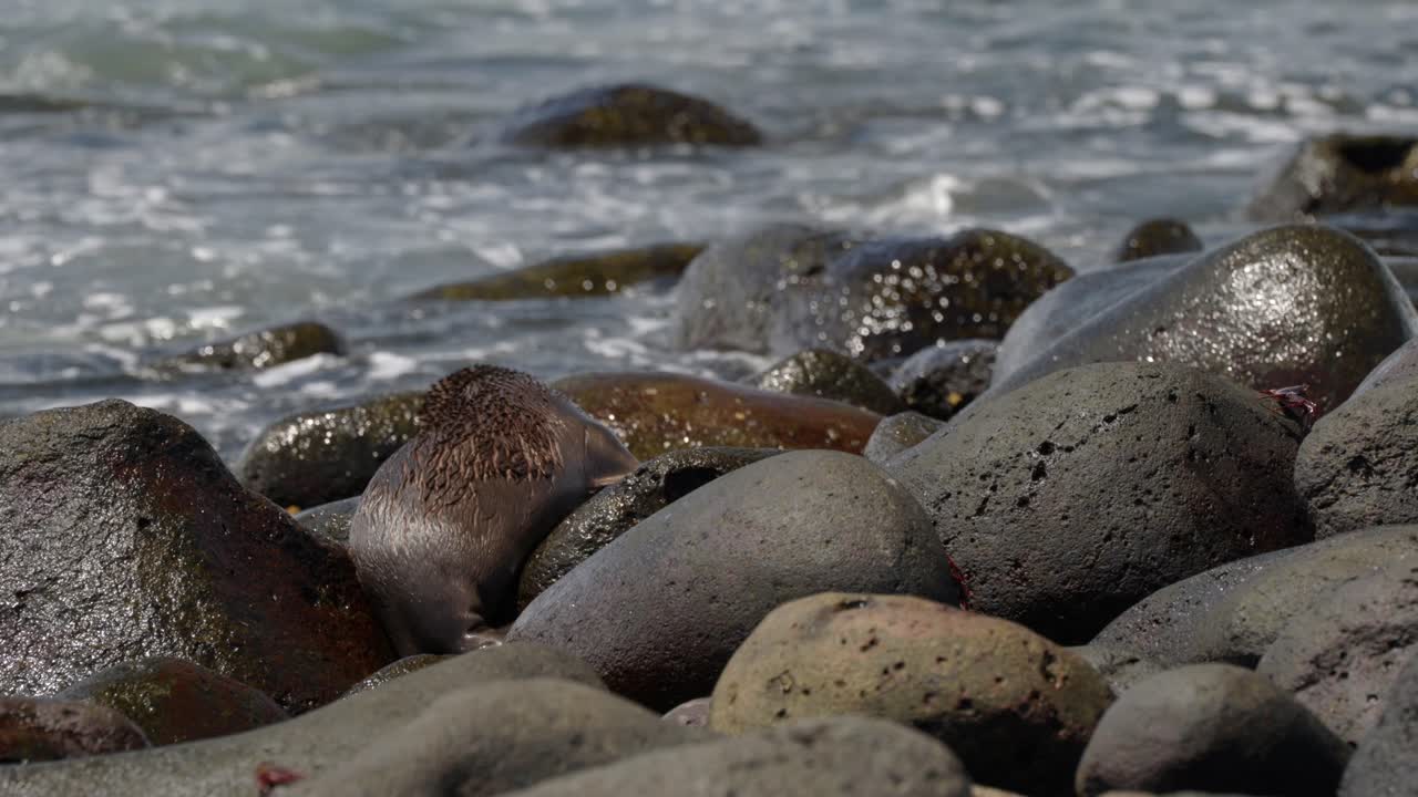 A young Gal&aacute;pagos sea lions plays on a bouldery beach whilst as waves crash over the rocks, on North Seymour Island, in the Gal&aacute;pagos Islands, Ecuador