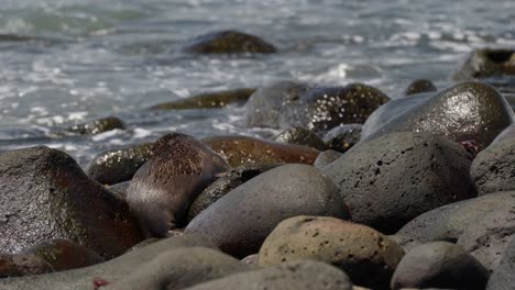 Un-Joven-Lobo-Marino-De-Galápagos-Juega-En-Una-Playa-De-Rocas-Mientras-Las-Olas-Rompen-Sobre-Las-Rocas,-En-La-Isla-Seymour-Norte,-En-Las-Islas-Galápagos,-Ecuador