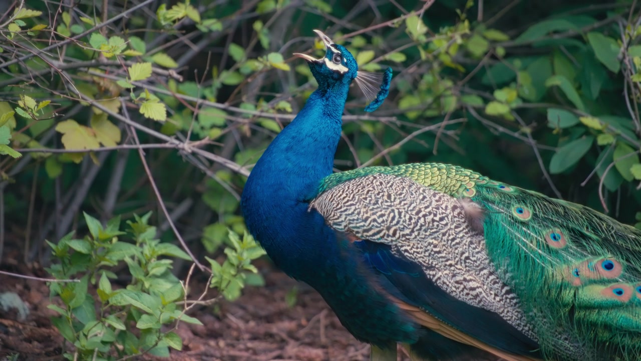 Um pavão macho vibrante cantando em um exuberante cenário de jardim